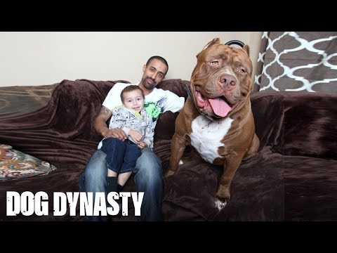 Meet 'Hulk': The Giant 175lb Family Pit Bull | DOG DYNASTY