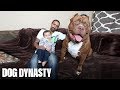 Meet 'Hulk': The Giant 175lb Family Pit Bull | DOG DYNASTY
