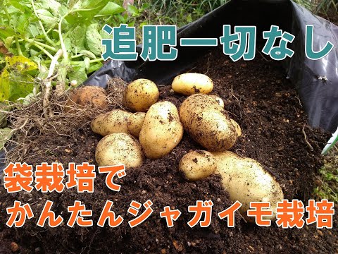 植付袋でジャガイモを栽培:狭いスペースで大きな収穫 植物