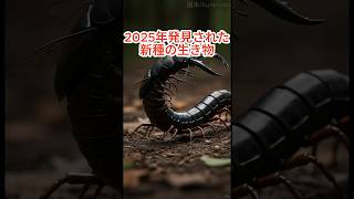 クロオオムカデクワガタ　#クワガタ #昆虫 #カブトムシ