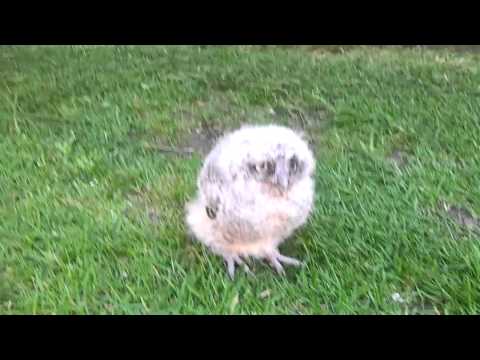 Izzy stretching her legs in the garden