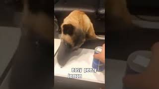 Outsmart Your Dog ?? Funny Talking Animals in Tik Tok KLR Dubs #Shorts #TalkingAnimals #KLRDubs