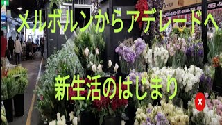 【国際結婚】お久しぶりです。3分でまとめた近況とアデレード生活。
