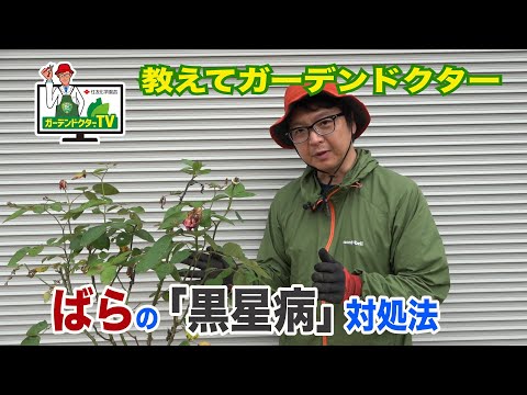 病気 バラの茂み 黒い斑点の出現が注目される 葉の最初の展開