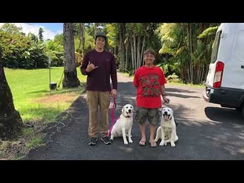 Videos from Alpha K-9 Dog Training