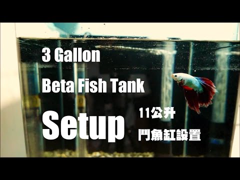 別再說鬥魚只能住小缸！！How to:3 gallon betta fish tank seting up