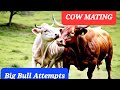 Cow Mating Missing Mate Of Cow Cow Animals Animals Mating