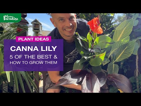 How  to grow Canna Lilies & 5 colourful types
