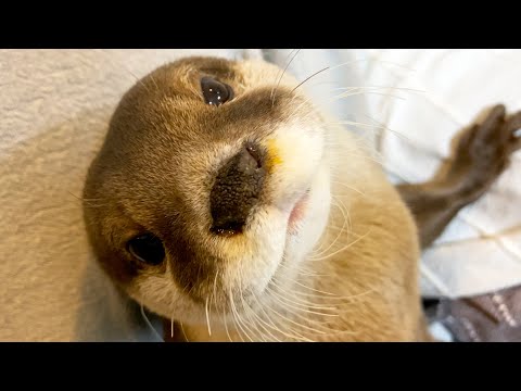 In fact, many people have misunderstood Aty's charm points [Otter life Day 476]