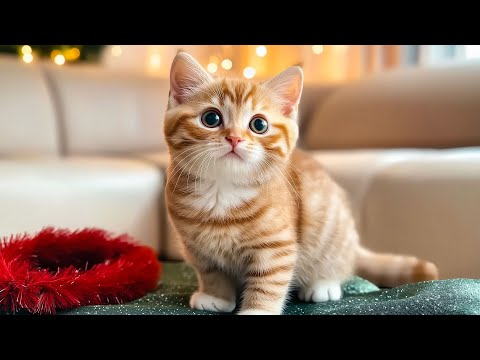 Cat Calm Healing Music - Relaxing Tunes for Cats Comfort, Harp Music to Calm Cats - Xmas for Cats