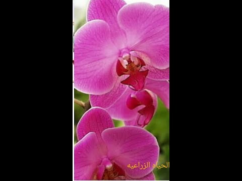 , title : 'طريقه العنايه بالاوركيد والحفاظ عليه واكثاره في المنزلOrchid Phalaenopsis'