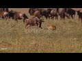 Adult Wildebeest Defends The Herd Against A Cheetah
