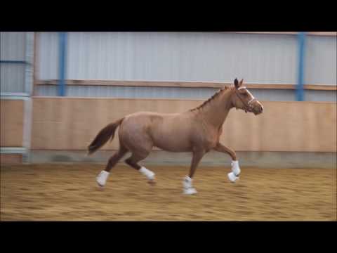 3j Stute v. Nadir v. Splitting