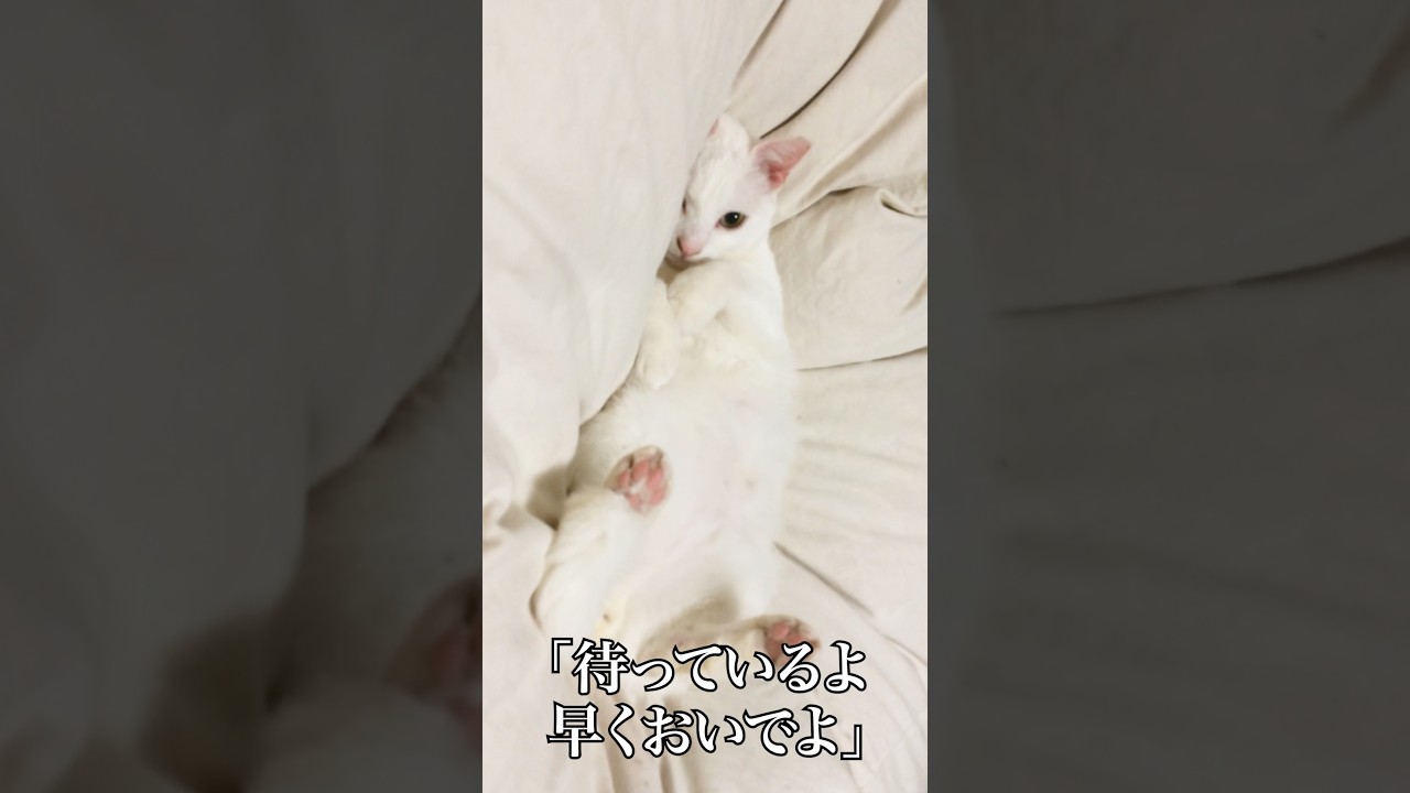 ふかふか布団で甘え待ち #cat  #猫  #ねこ  #保護猫  #shorts  #猫のいる暮らし