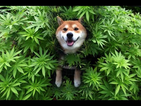 Dj Boiler megboritos veretos koronavirus hajjalmeg mix 2020