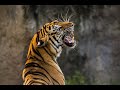 This Video Is About All The Animals And Birds Of The Forest In 2024