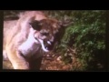Opening To Iron Will UK VHS 1996
