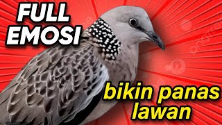 Download lagu tekukur super gacor terapi untuk yang malas bunyi langsung dor dor dor mp3