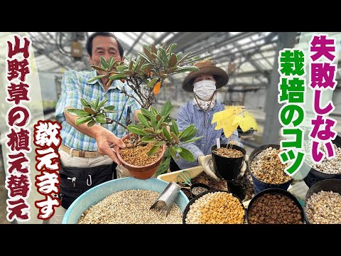 園芸 山塊の草
