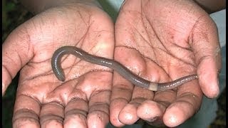 Why I Love The Alabama Jumper! Why It Is Like No Other Worm I Have Ever Seen!