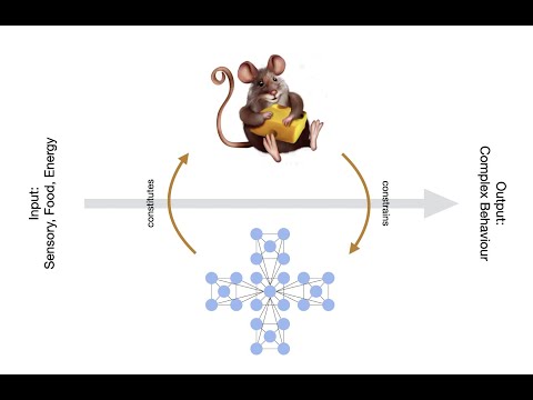 04.02 What Is a System? – Beyond Networks: The Evolution of Living Systems