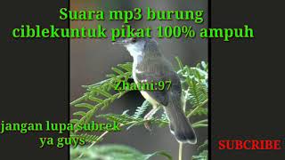 Download lagu Suara mp3 burung ciblek untuk pikat 100% ampuh mp3 Download lagu Suara mp3 burung ciblek untuk pikat 100% ampuh mp3
