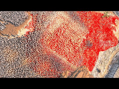 10,000 American Soldier assault vs 1 million zombie | Totally Accurate Battle  Simulator 2 | UEBS 2