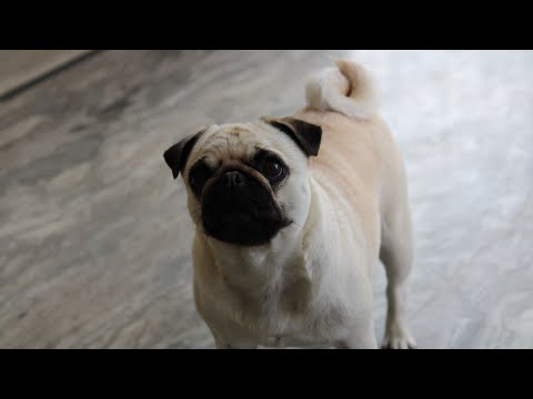 Average Life Expectancy Pug
