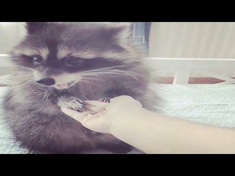 VSB 100% By nightTG (Goofy Version ) | Geometry Dash