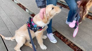 The chain of healing is wonderful【Golden Retriever Puppy Bisuke】