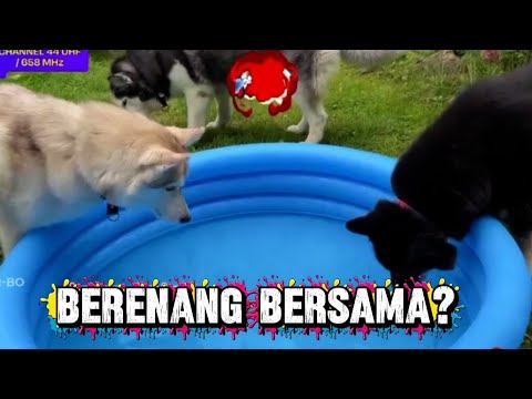 Pergi Berenang Bersama‼️