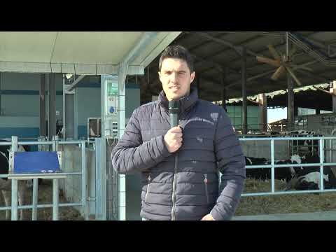 Due passi per... Centallo: le mucche che si mungono... da sole - TELEGRANDA