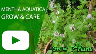 Mentha aquatica - grow & care (Water Mint)