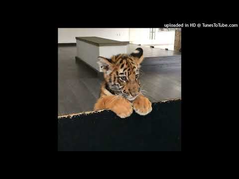 free tezzus type beat 220925