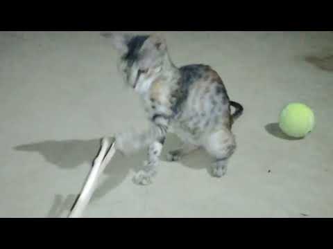 Bli stick sy khalty howay|cat reaction to playing with stick|