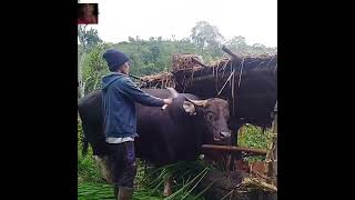 Download lagu Mr. Ketut and the Wadak bull mp3 Download lagu Mr. Ketut and the Wadak bull mp3