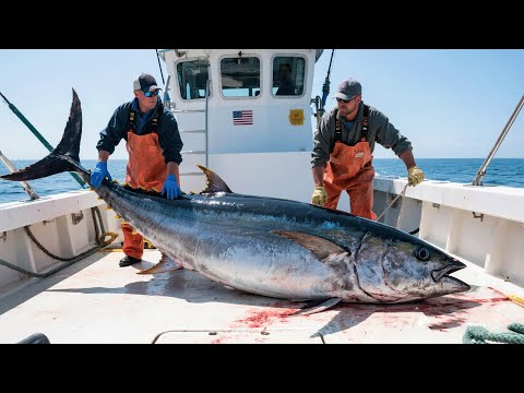 The crew caught a 600-pound giant tuna and made a whopping $20,000 in one sea fishing trip!