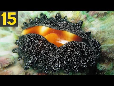 15 stunning beach shell creatures