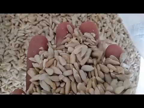 Dried sunflower seeds kernel - surajmukhi magaz giri
