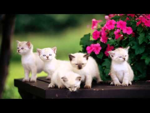 Blood Groove & Kikis feat. Victoria Ray - Free Like A Bird [Original Vocal Mix]