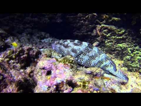 Brothers-Daedalus-Elphinstone 2014 auf der Mermaid