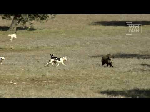 😅 Qué poco se asusta este jabalí.