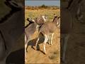 donkey back big youtubeshorts animals trending virals foryou