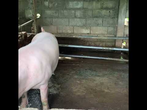 , title : 'The Best Size Pig Breed, Mother Pig Farming   525'