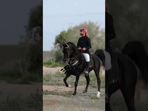 Amazing black arabian stallion #arabian #horse