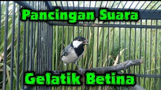 Download lagu Suara burung gelatik batu betina mp3 Download lagu Suara burung gelatik batu betina mp3