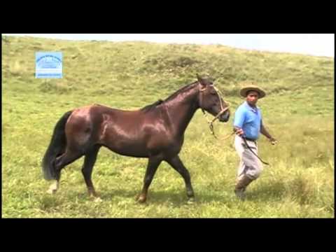 GURI DA MANGUEIRA VELHA YT WC SD 5.mp4