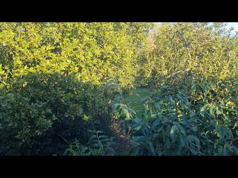 2021 February 24 Time-lapse video.