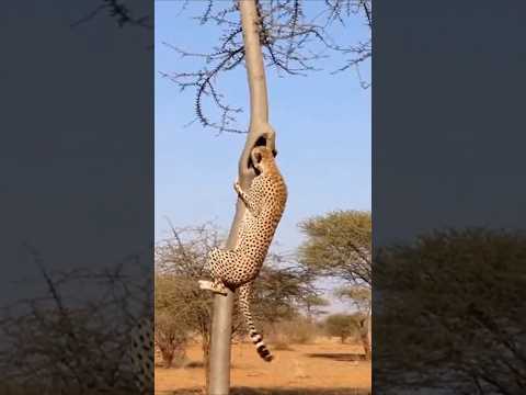 Leopard vs Porcupine: Predator’s Big Painful Lesson! 🐆💥😱 표범 대 호저 😱 #wildlife #viral #animals