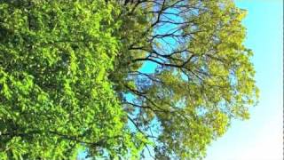 Wellness: Relaxing Spa Sounds - Zen Garden